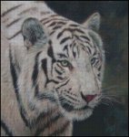 (image for) White Tiger - DS